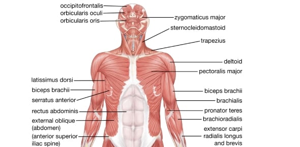 A Brief Description Of Trunk Muscles Anatomy Flashcards